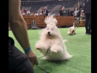 The Sweetest Coton - Coton de Tulear relax after the show