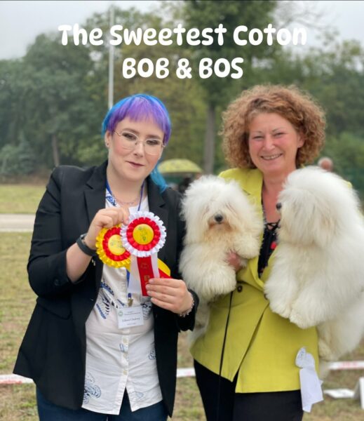 The-Sweetest-Coton-Coton-de-Tulear-at-show-in-Nadarzyn