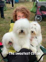 The-Sweetest-Coton-Coton-de-Tulear-at-show-in-Nadarzyn