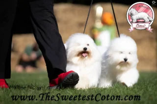 The-Sweetest-Coton-Coton-de-Tulear-at-show-in-Zgierz