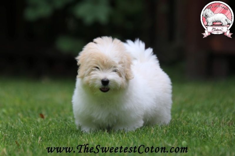 Padme The Sweetest Coton