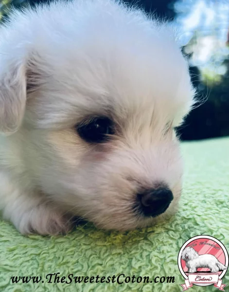 The-Sweetest-Coton-2025-RUMBA-RONNIE