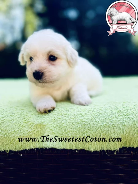 The-Sweetest-Coton-2025-RUMBA-RONNIE