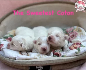 The-Sweetest-Coton-2025-RUMBA-RONNIE