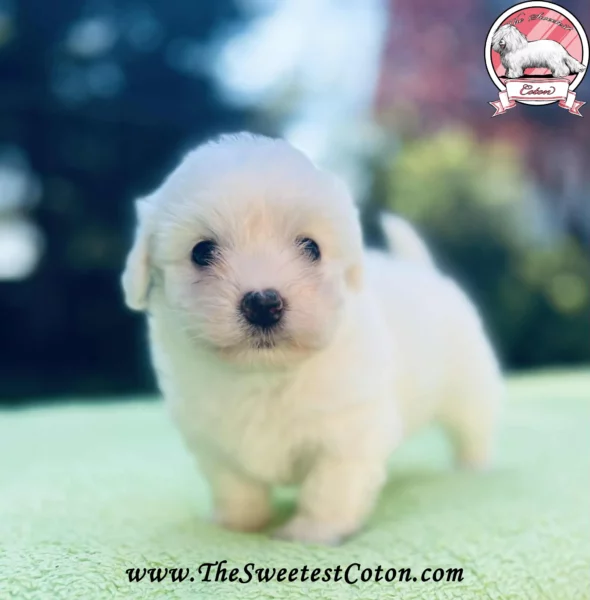 The-Sweetest-Coton-2025-RUMBA-RONNIE
