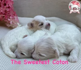 The-Sweetest-Coton-2025-USSURI-ORANGE-JUICE