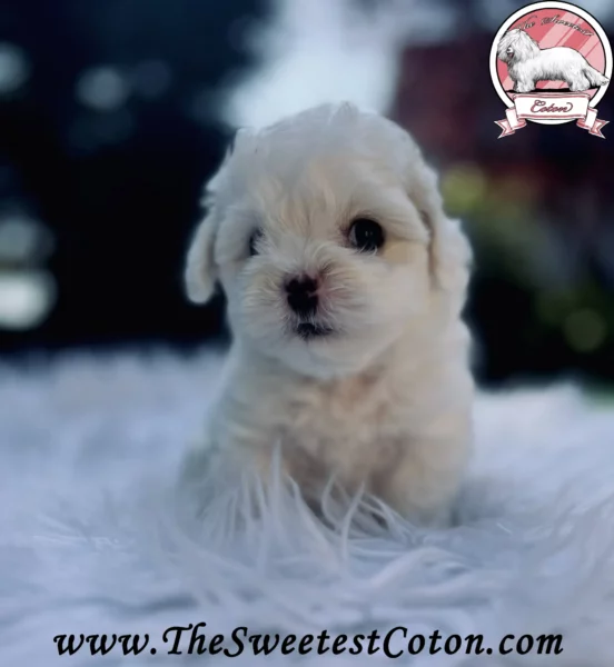 The-Sweetest-Coton-2025-USSURI-ORANGE-JUICE