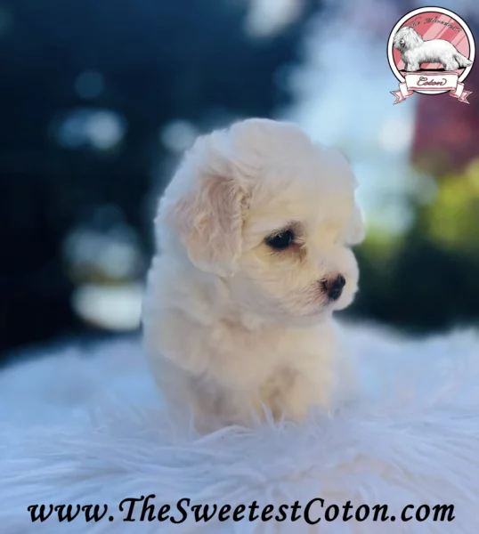 The-Sweetest-Coton-2025-USSURI-ORANGE-JUICE