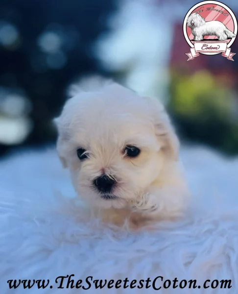 The-Sweetest-Coton-2025-USSURI-ORANGE-JUICE