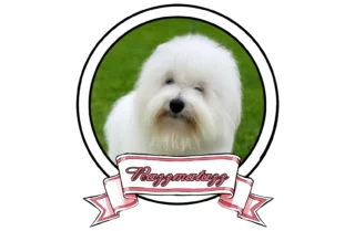 JAZZ-The-Sweetest-Coton