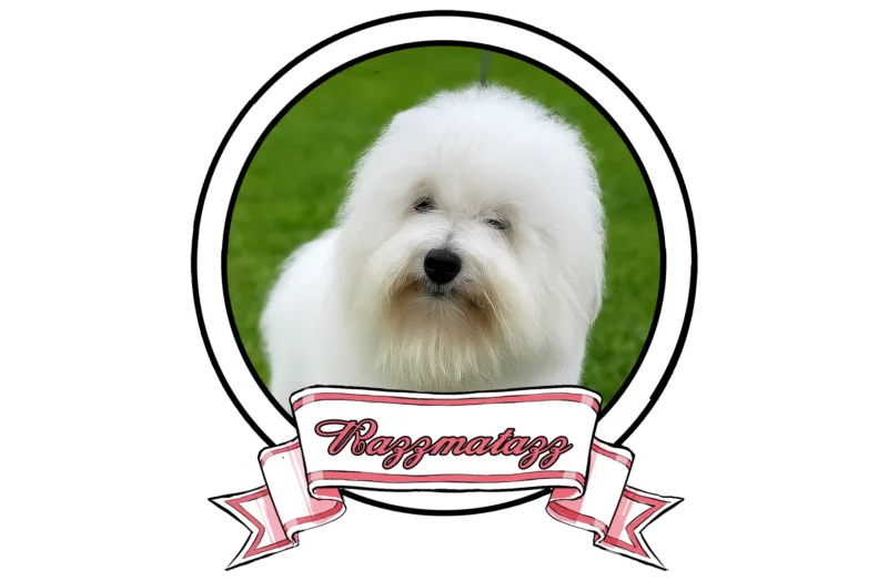 JAZZ-The-Sweetest-Coton