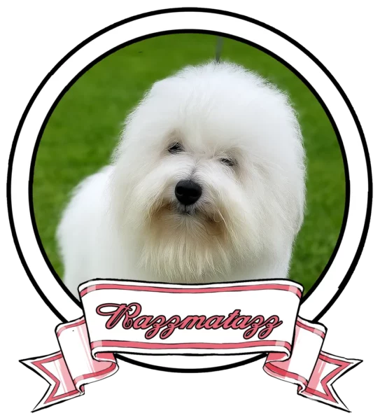 JAZZ-The-Sweetest-Coton