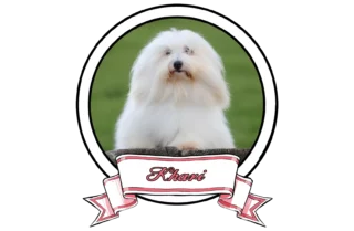 Khari-The-Sweetest-Coton