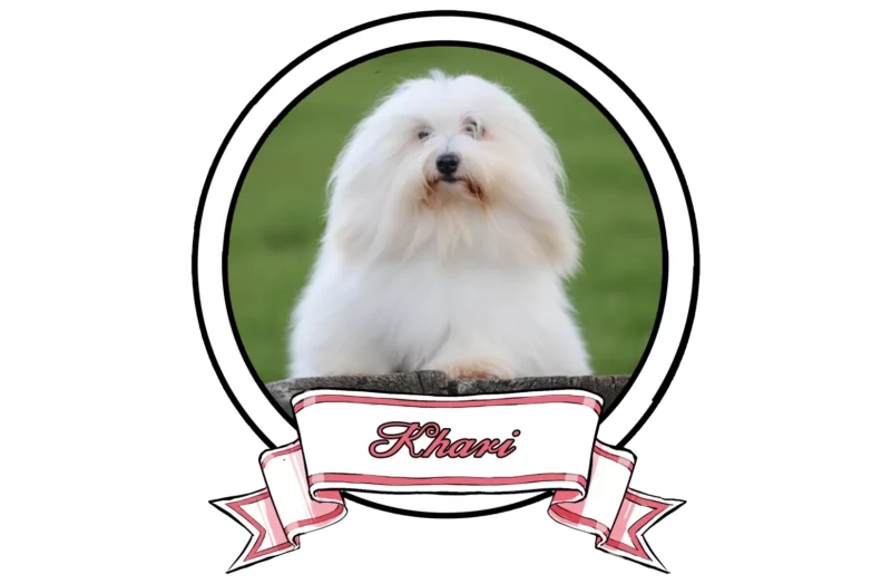 Khari-The-Sweetest-Coton