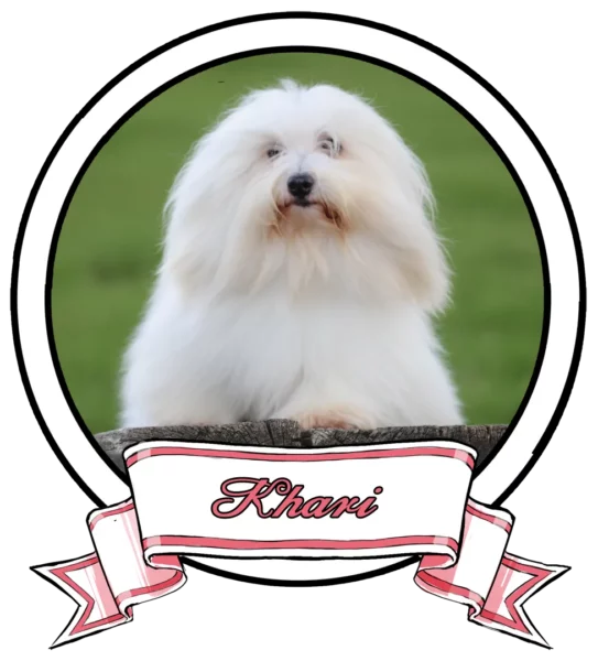 
Khari-The-Sweetest-Coton