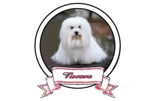 NOVARA The Sweetest Coton