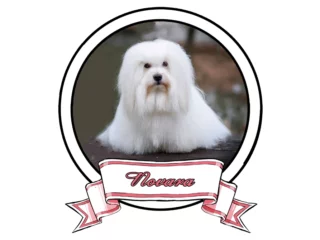 NOVARA The Sweetest Coton