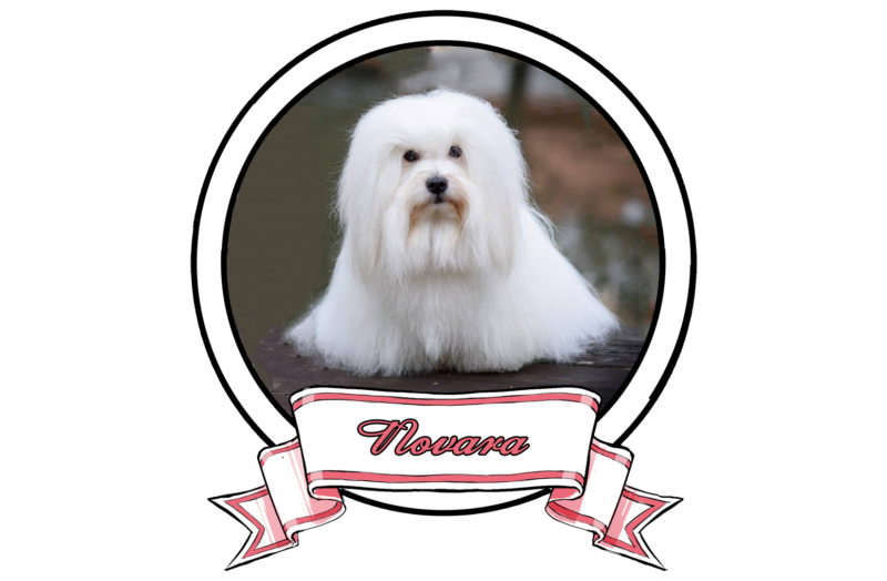 NOVARA-The-Sweetest-Coton