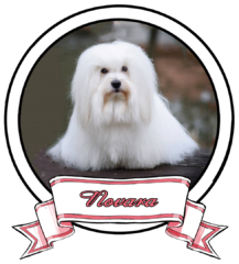 NOVARA-The-Sweetest-Coton