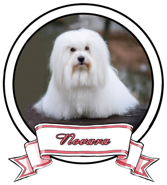 NOVARA-The-Sweetest-Coton
