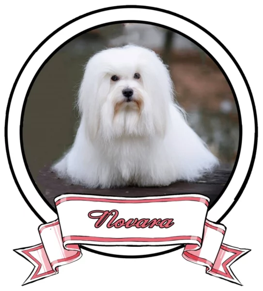 NOVARA The Sweetest Coton