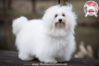 O'Honey The Sweetest Coton