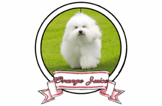 ORANGE-JUICE-The-Sweetest-Coton