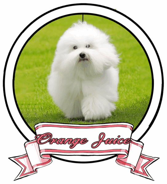 ORANGE-JUICE-The-Sweetest-Coton