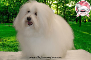 Orhidea The Sweetest Coton