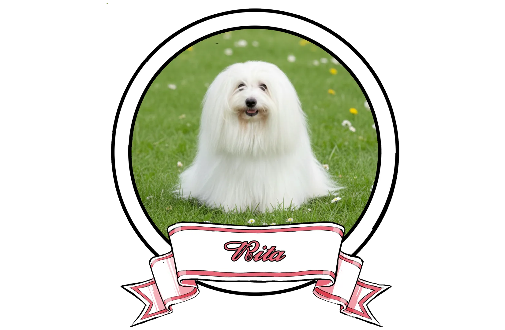 RITA-The-Sweetest-Coton