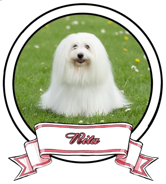 RITA-The-Sweetest-Coton