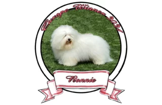RONNIE The Sweetest Coton