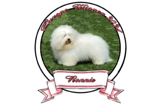 RONNIE-The-Sweetest-Coton