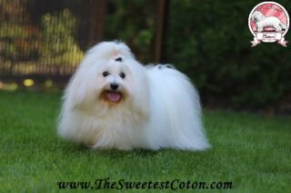 ROSALIA The Sweetest Coton