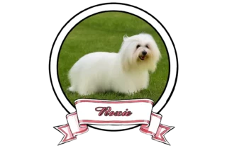 ROXIE-The-Sweetest-Coton-FI