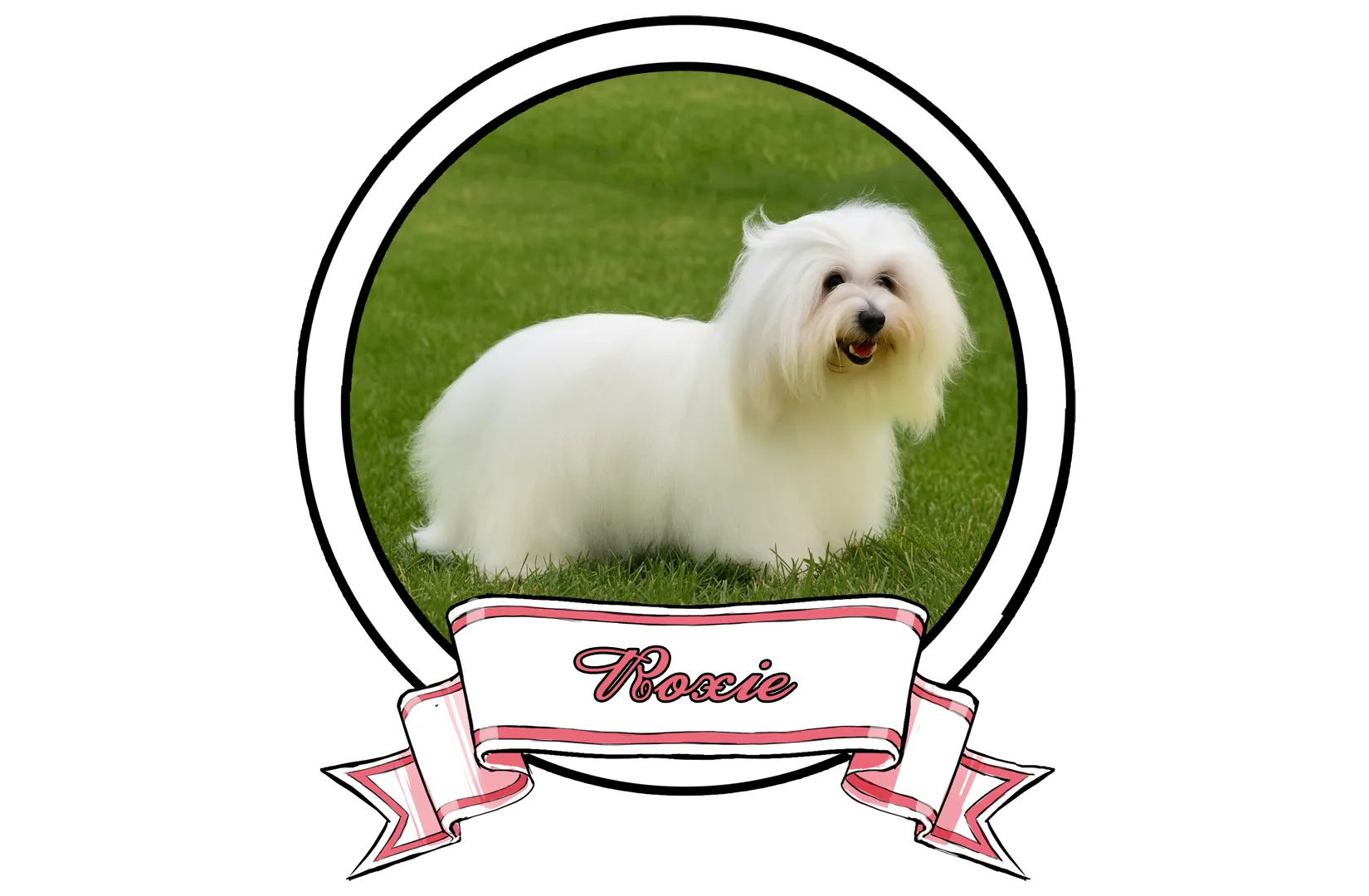 ROXIE-The-Sweetest-Coton-FI