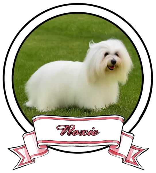 ROXIE-The-Sweetest-Coton-FI