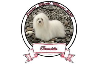 TEMIDA-The-Sweetest-Coton