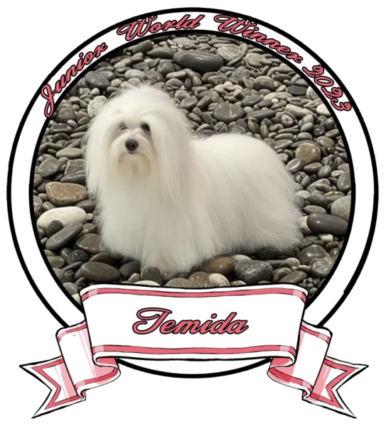 TEMIDA-The-Sweetest-Coton