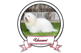 Ussuri-The-Sweetest-Coton