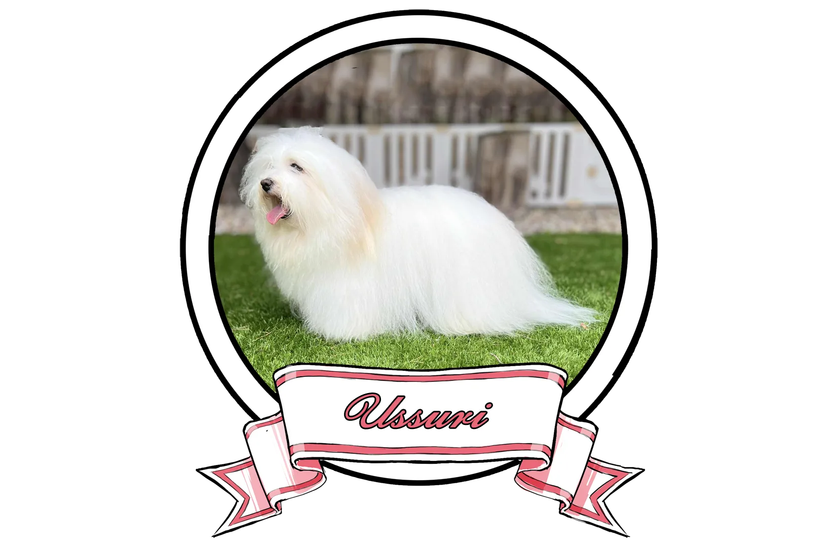 Ussuri-The-Sweetest-Coton