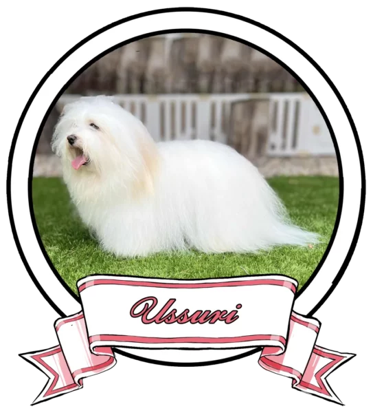 Ussuri-The-Sweetest-Coton