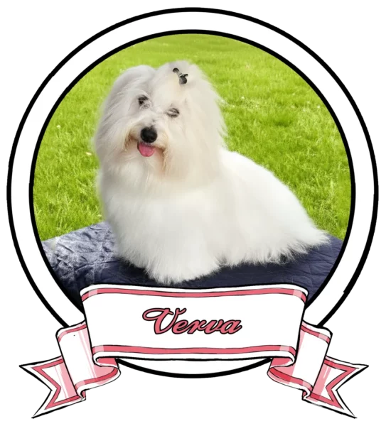 Verva-The-Sweetest-Coton