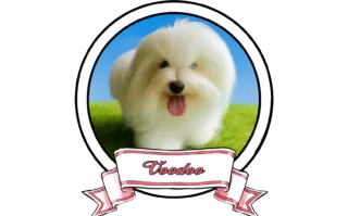 VOODOO-The-Sweetest-Coton