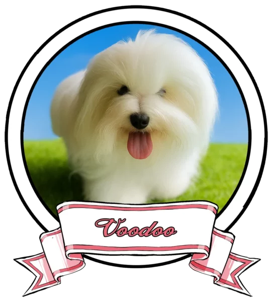 VOODOO-The-Sweetest-Coton