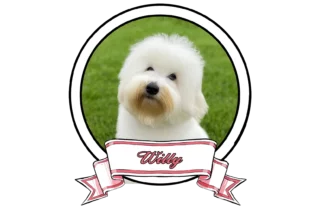 WILLY-The-Sweetest-Coton