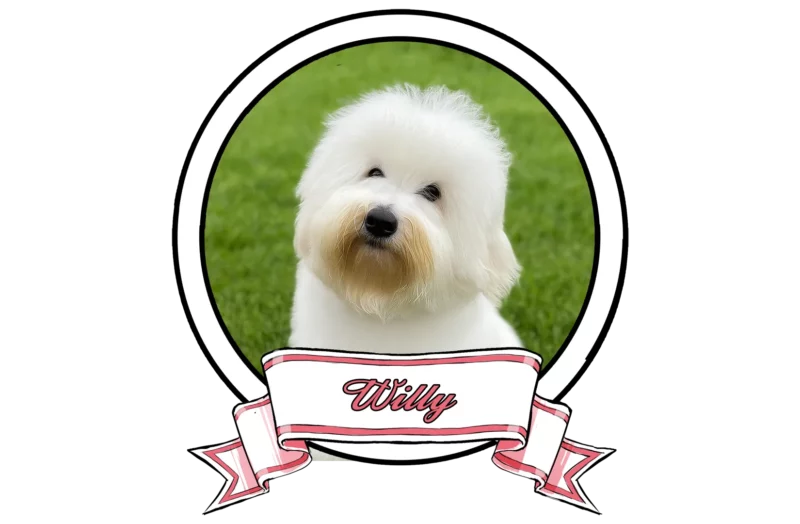 WILLY-The-Sweetest-Coton