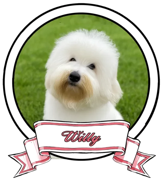 WILLY-The-Sweetest-Coton
